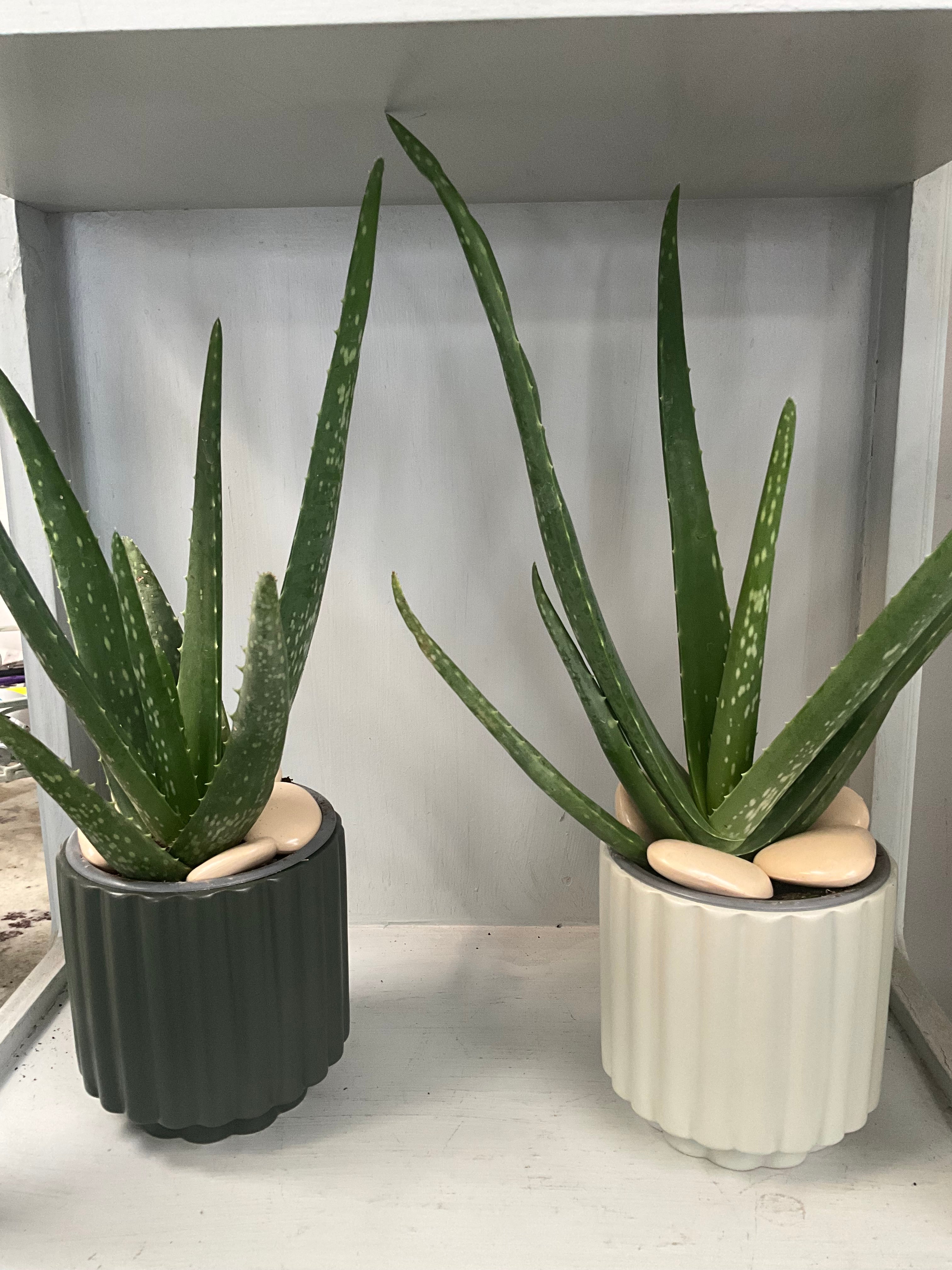 aloe vera plant in ceramic pot 4” Aloe Vera with Ceramic Pot