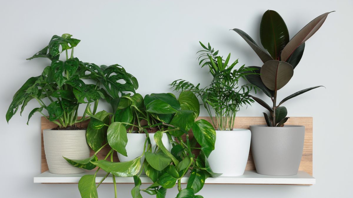 Indoor Plants