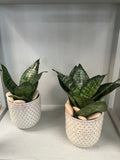 4” Black Coral Snake Plant with Ceramic Pot