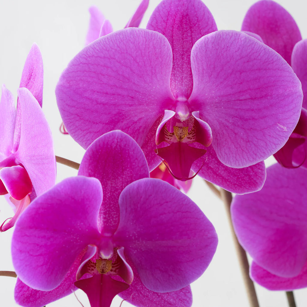 Single-stemmed Purple Phalaenopsis Orchid in White Pot