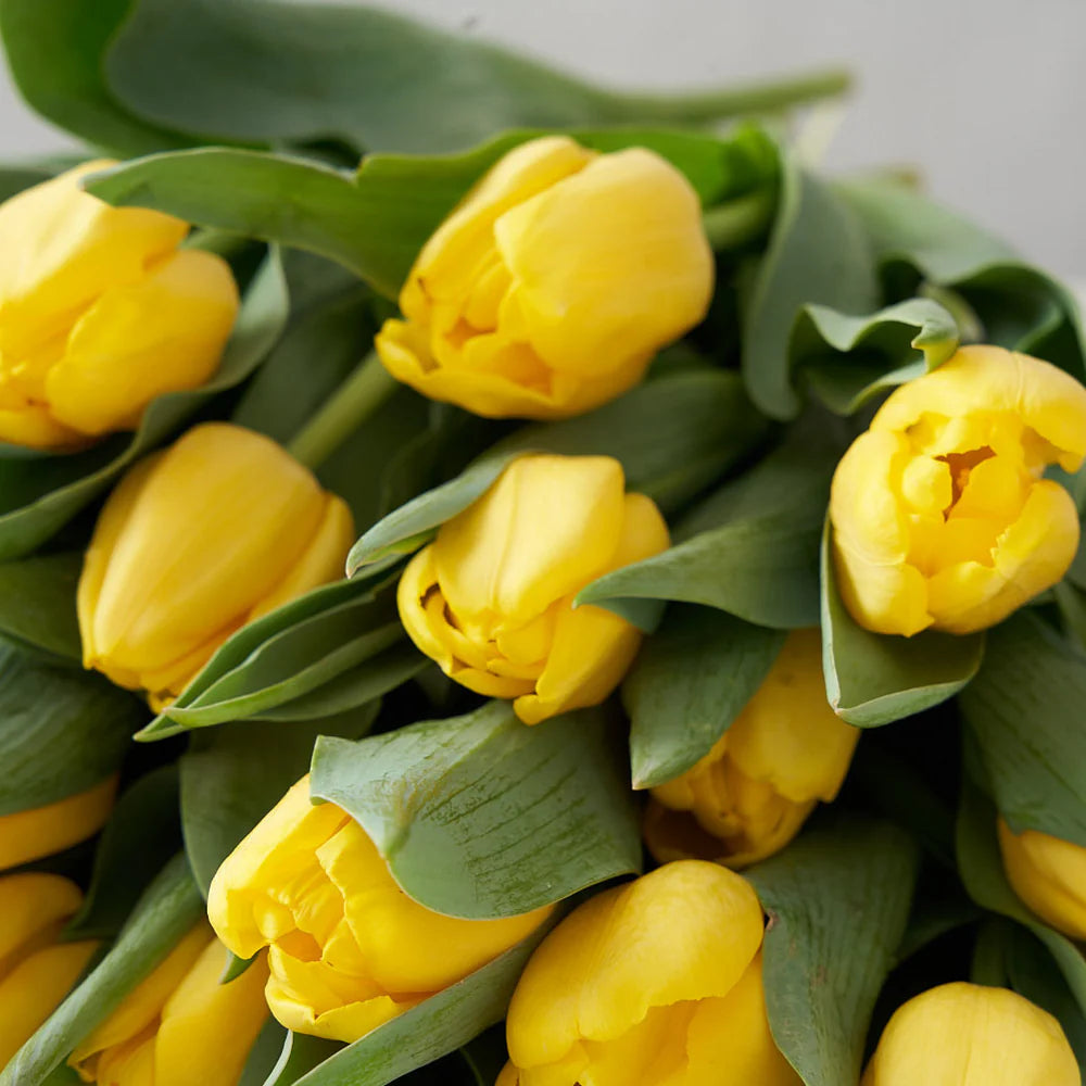 Yellow Tulip Bunch (10 stems)
