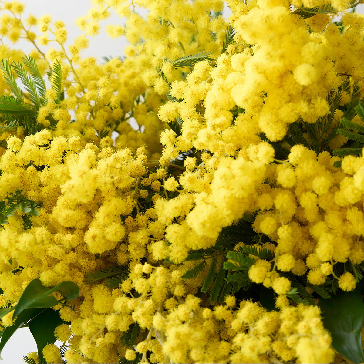 Mimosa Arrangement