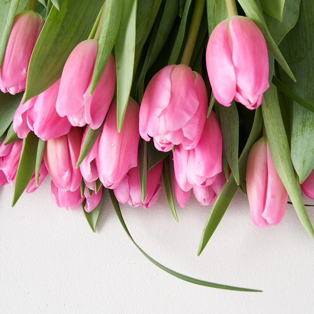 Pink Tulip Bunch (10 Stems)