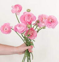 Pink Ranunculus (5 Stems)