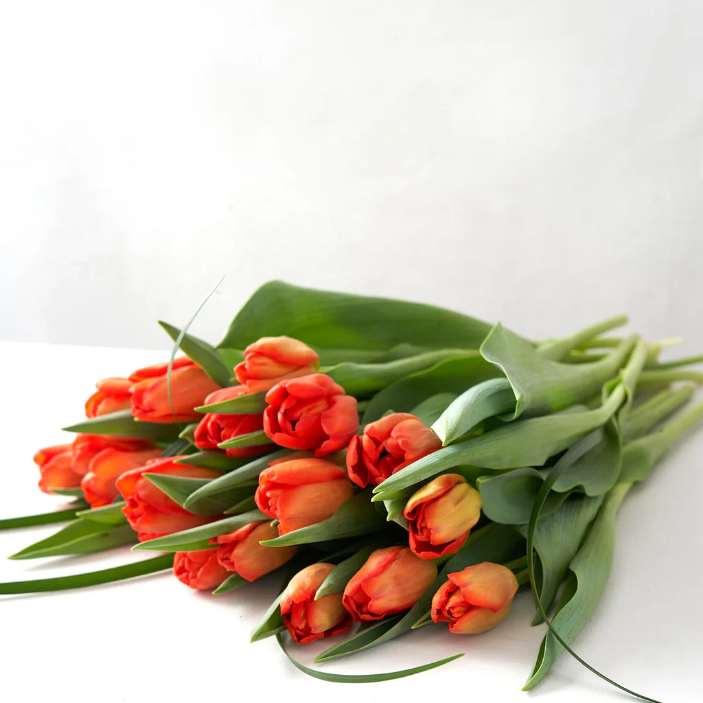Orange Tulip Bunch (10 Stems)