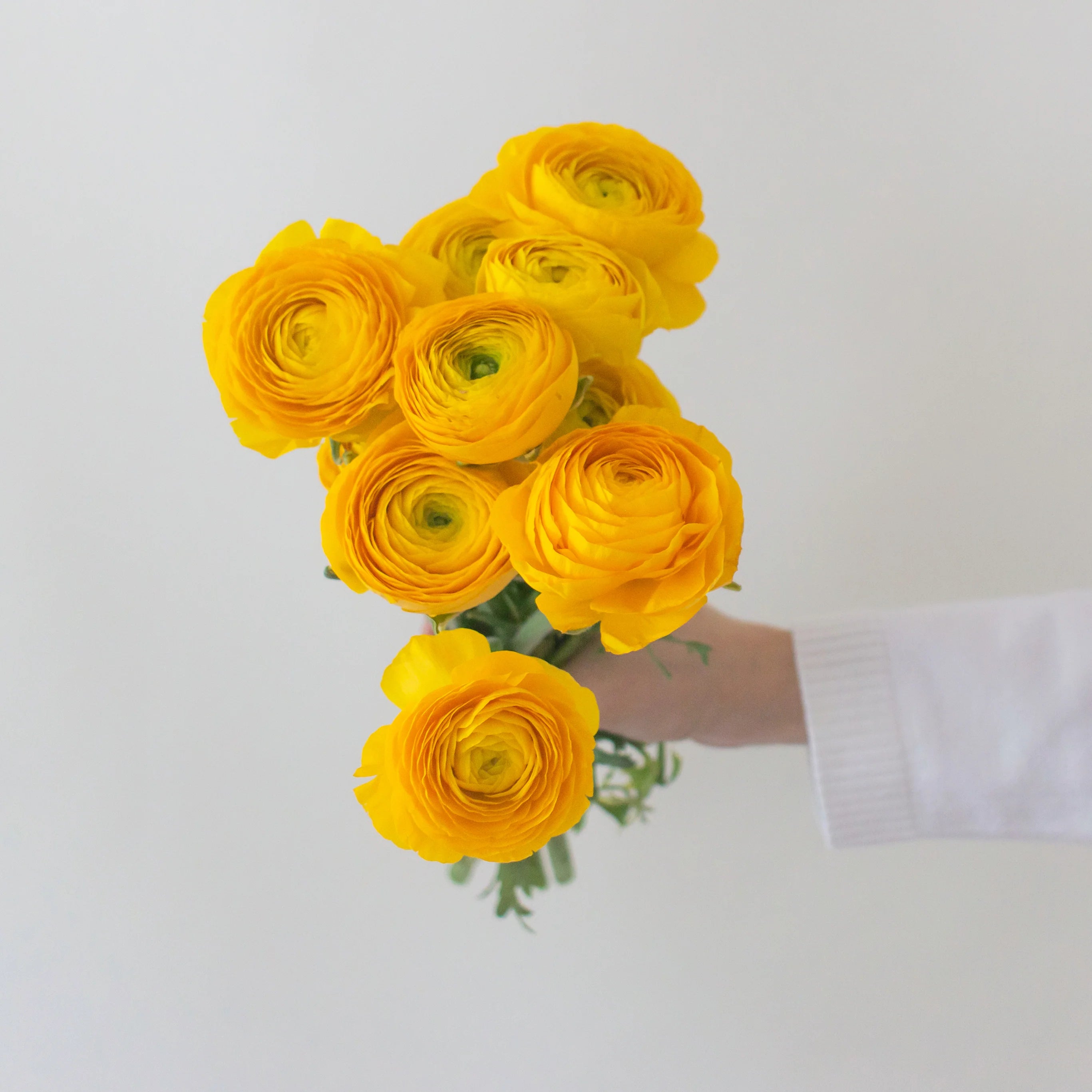 Yellow Ranunculus (5 Stems)