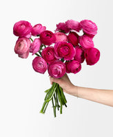 Hot Pink Ranunculus (5 Stems)