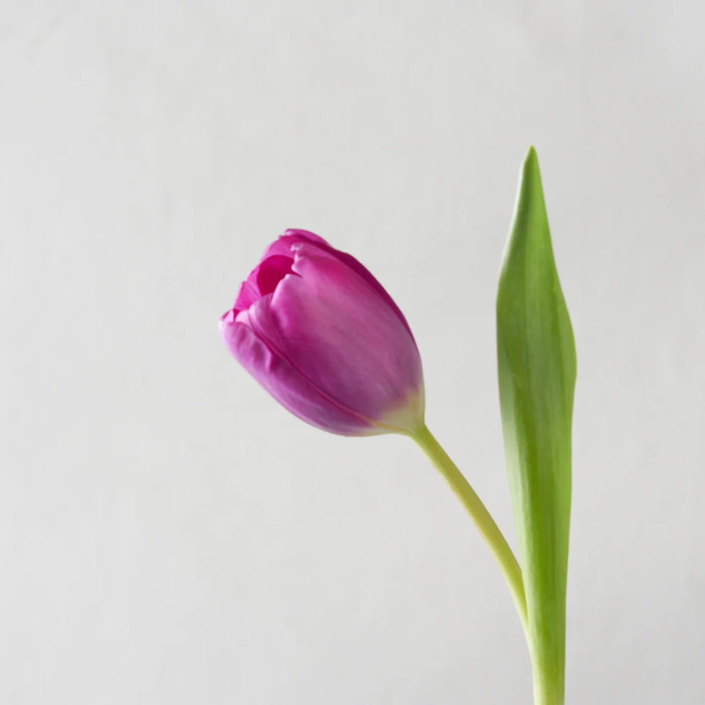 Purple Tulip Bunch (10 Stems)