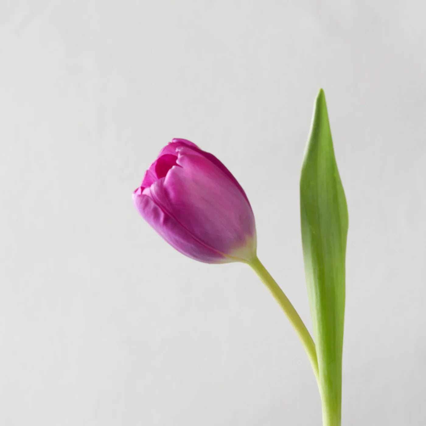 Purple Tulip Bunch (10 Stems)