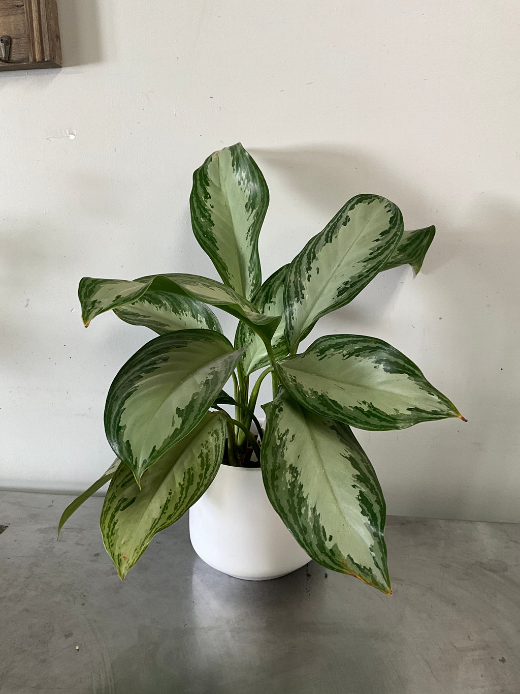 6” Aglaonema Silver Bay with Ceramic Pot