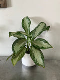 6” Aglaonema Silver Bay with Ceramic Pot
