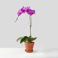 Single-stemmed Phalaenopsis Orchid in Terracotta Pot