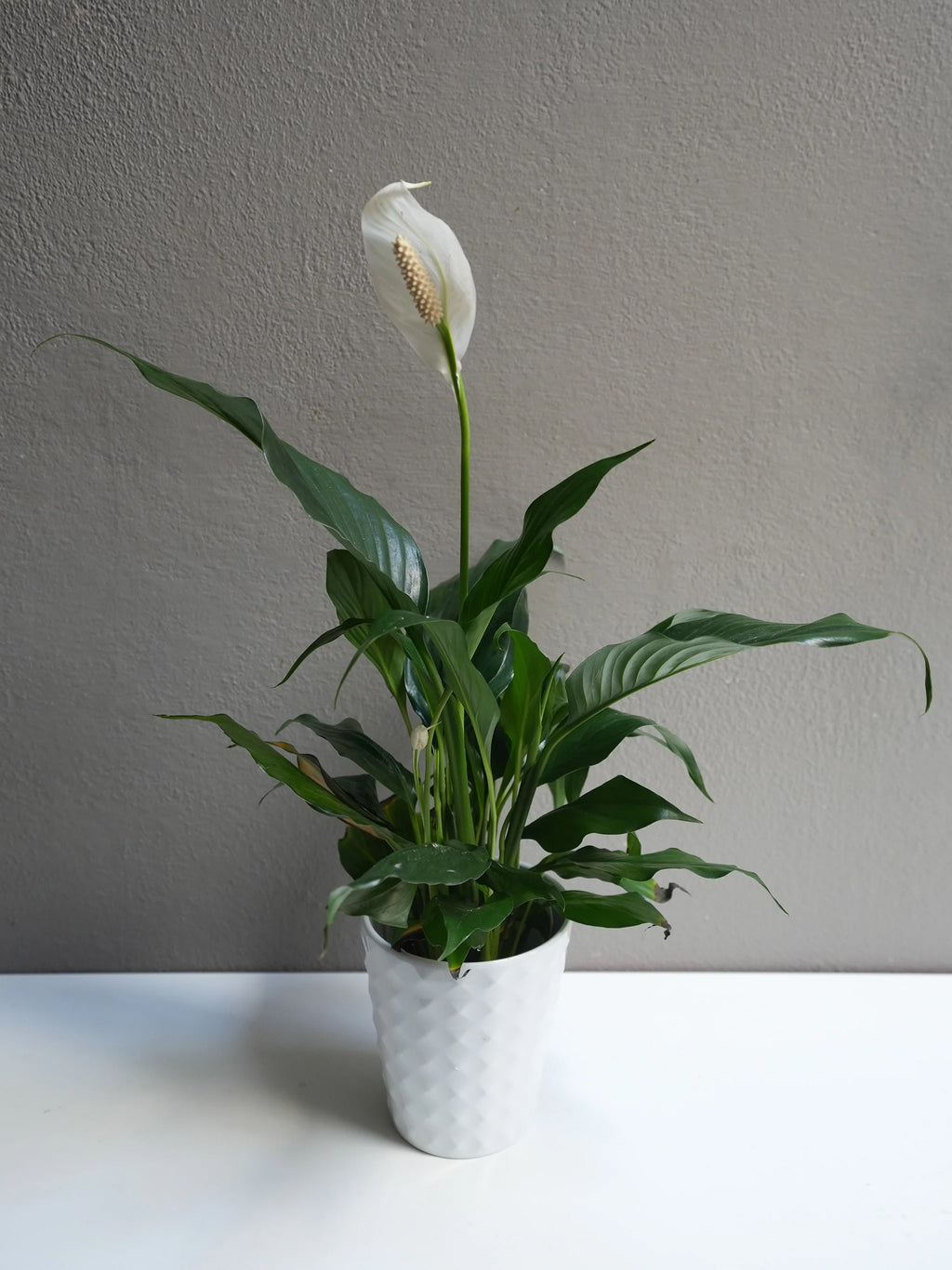 4” Peace Lily