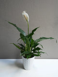 4” Peace Lily