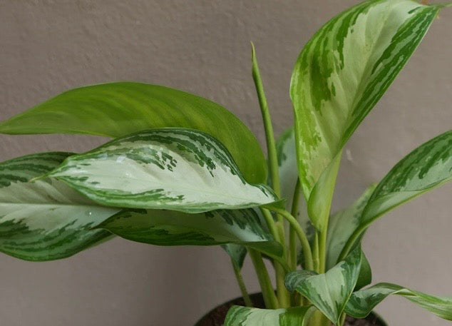 6” Aglaonema Silver Bay with Ceramic Pot