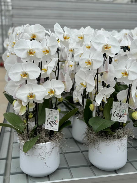 White Orchid Garden