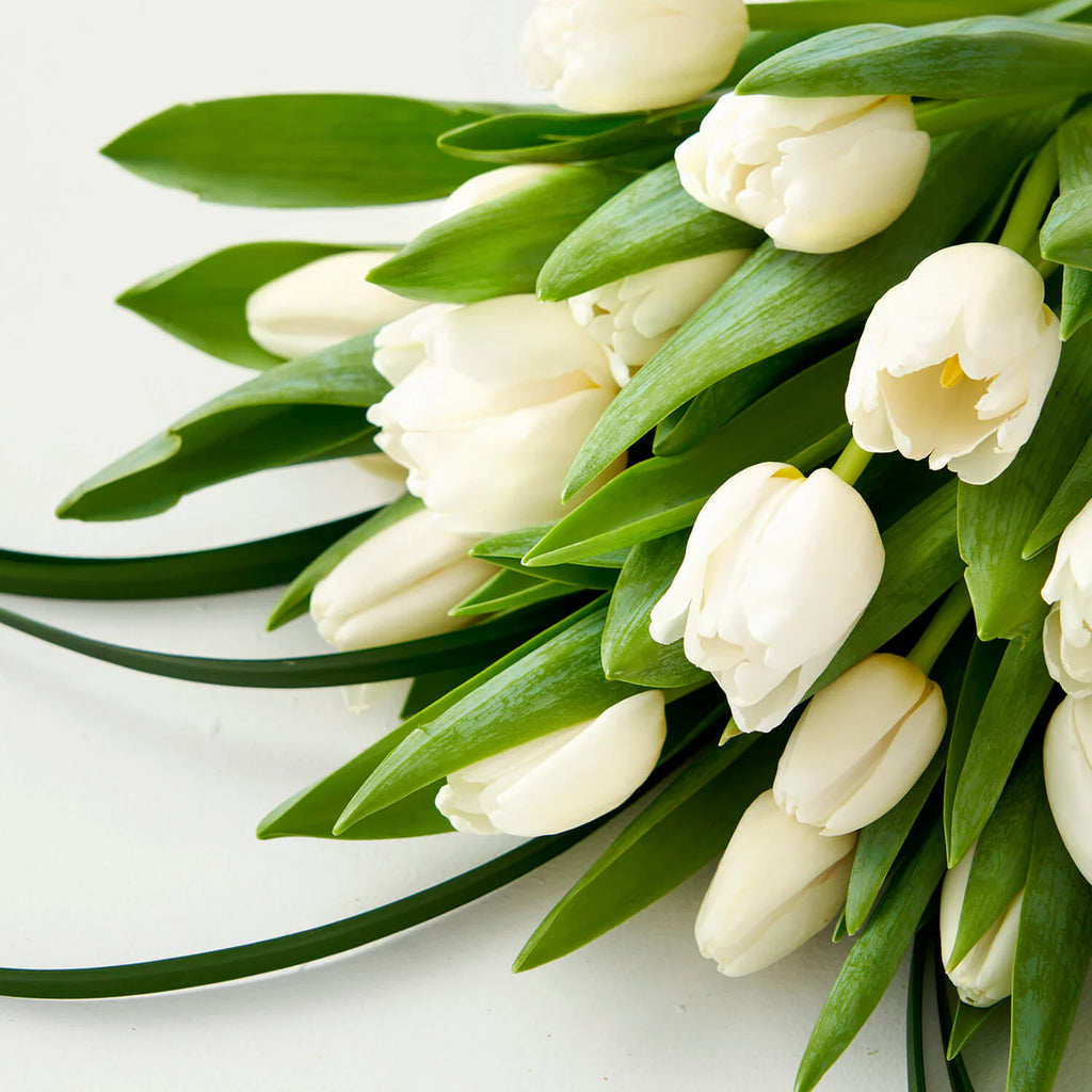 White Tulip Bunch (10 Stems)