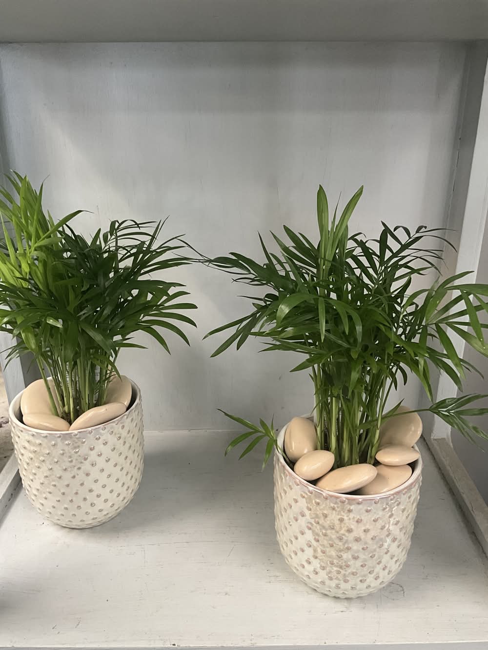 4” Bella Palm with Ceramic Pot