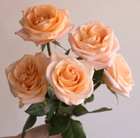 Peach Roses