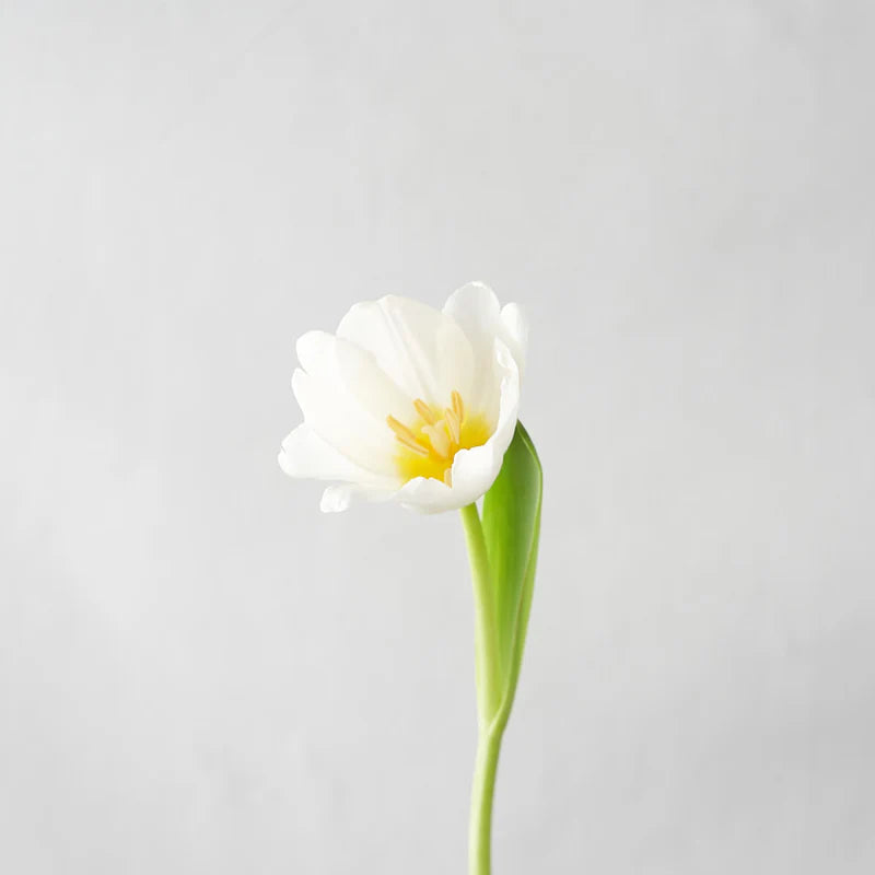 White Tulip Bunch (10 Stems)