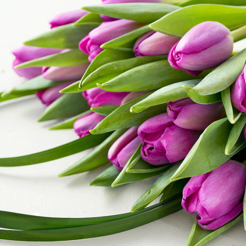 Purple Tulip Bunch (10 Stems)