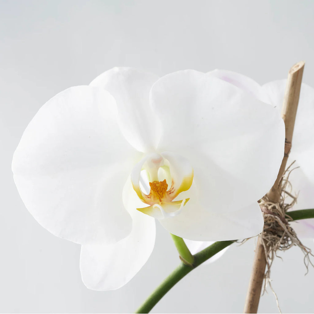 Single-Stemmed White Phalaenopsis Orchid in White Pot