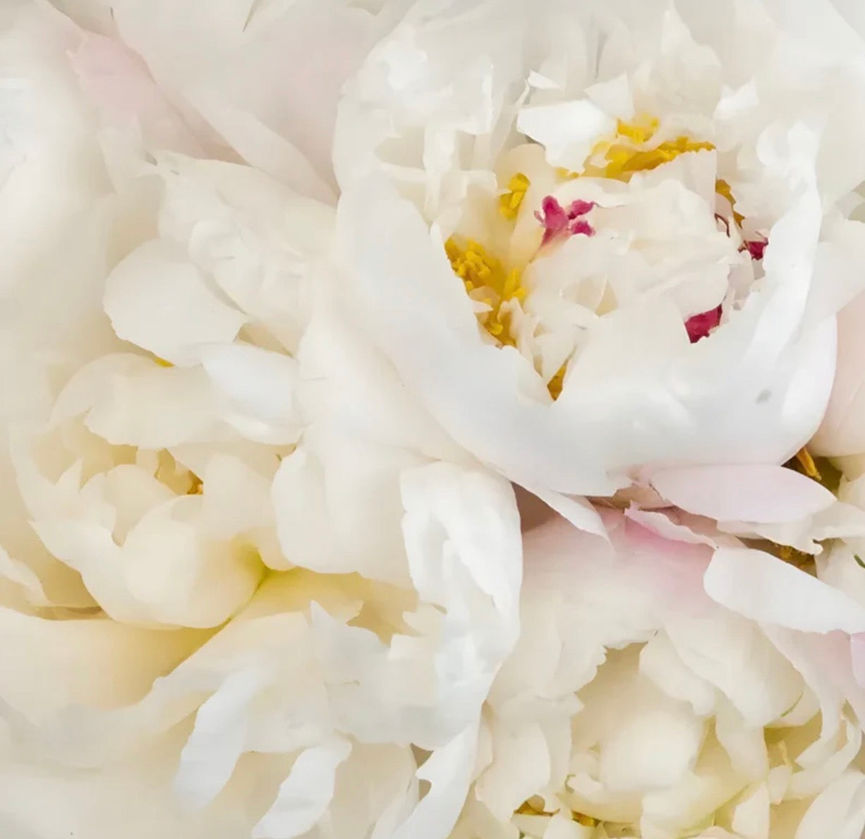 Creamy White Peony Bunch