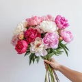 Shades of Pink Peony Bunch