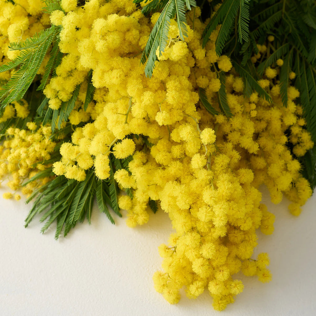Large Mimosa Bunch