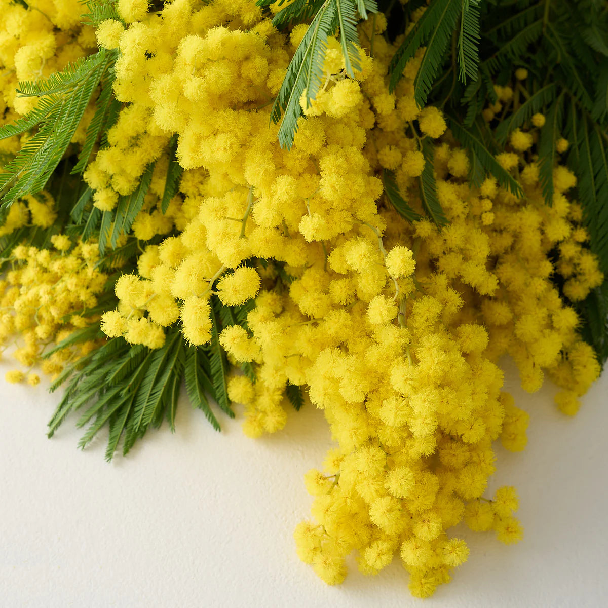 Large Mimosa Bunch