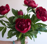 Peony Bunch (5 Stems)