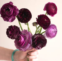 Royal Purple Ranunculus (5 Stems)