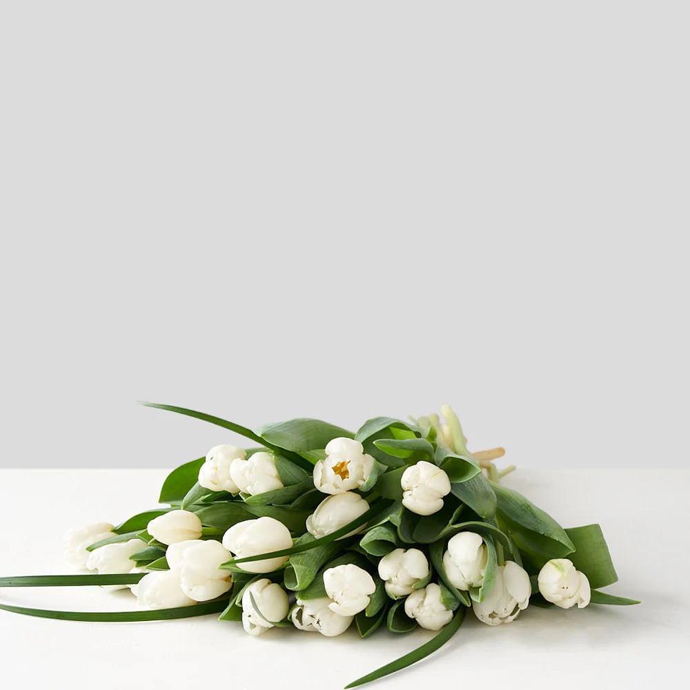 White Tulip Bunch (10 Stems)