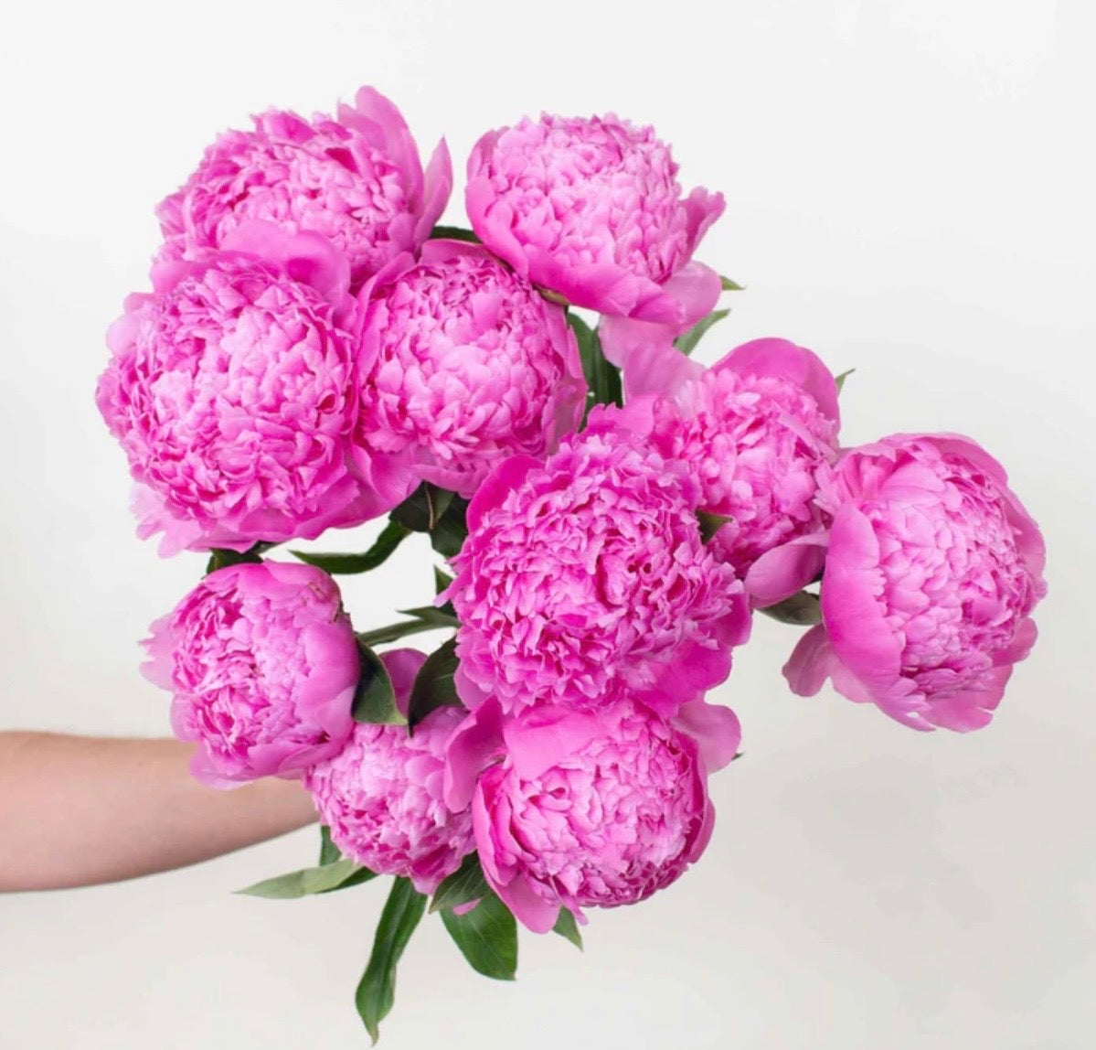 Deep Pink Fuchsia Peony Bunch