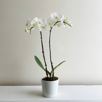 Double stem Phalaenopsis Orchid with white pot