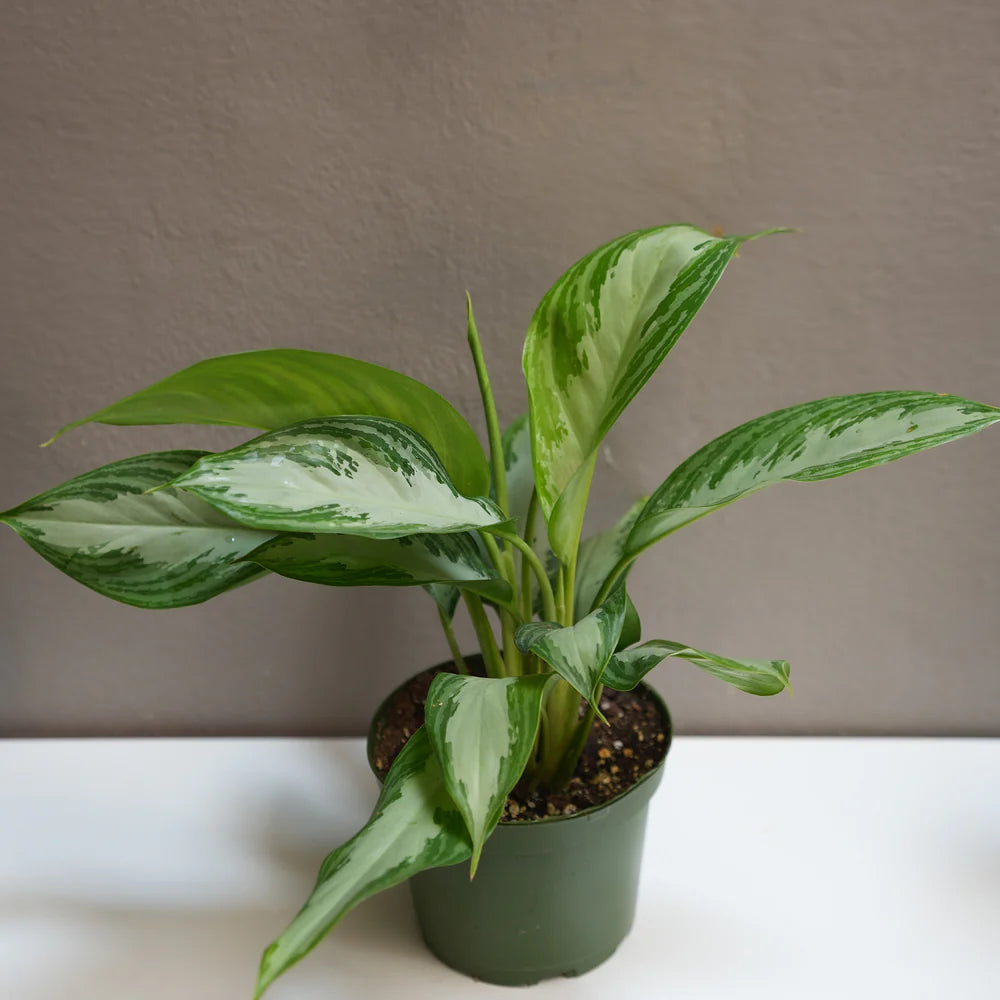6” Aglaonema Silver Bay with Ceramic Pot