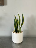 6” Yellow Snake Plant with Ceramic Pot