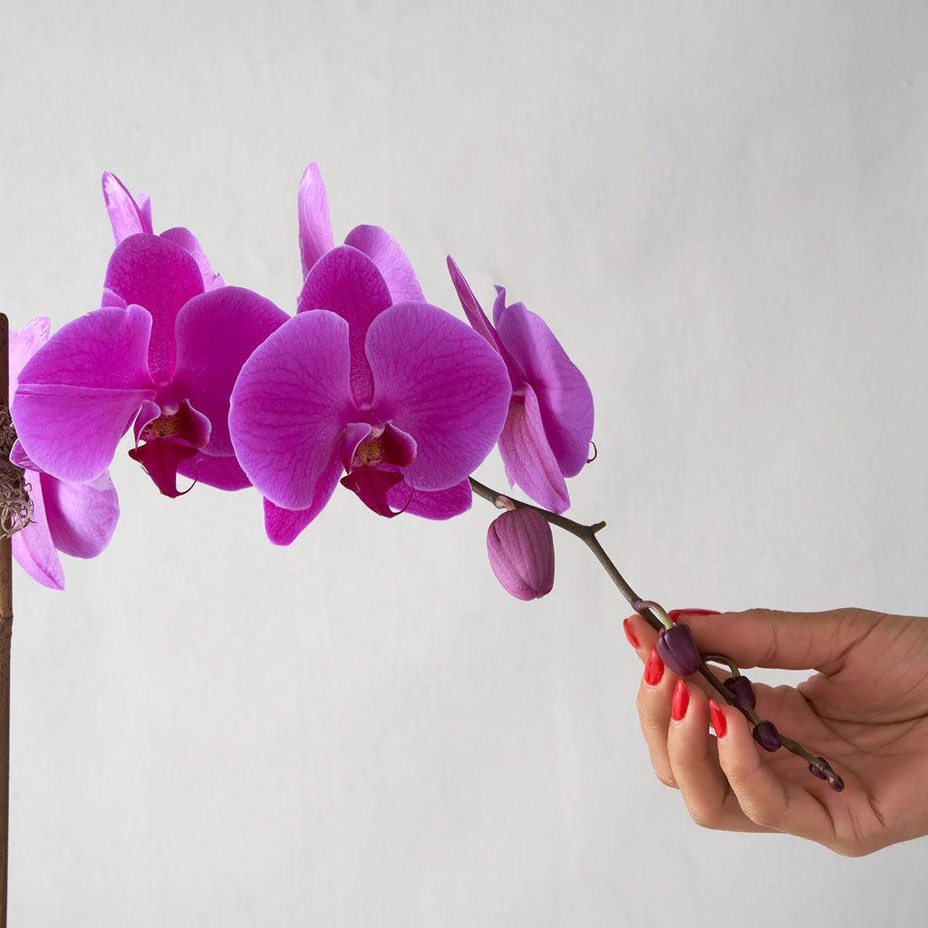 Single-stemmed Purple Phalaenopsis Orchid in White Pot