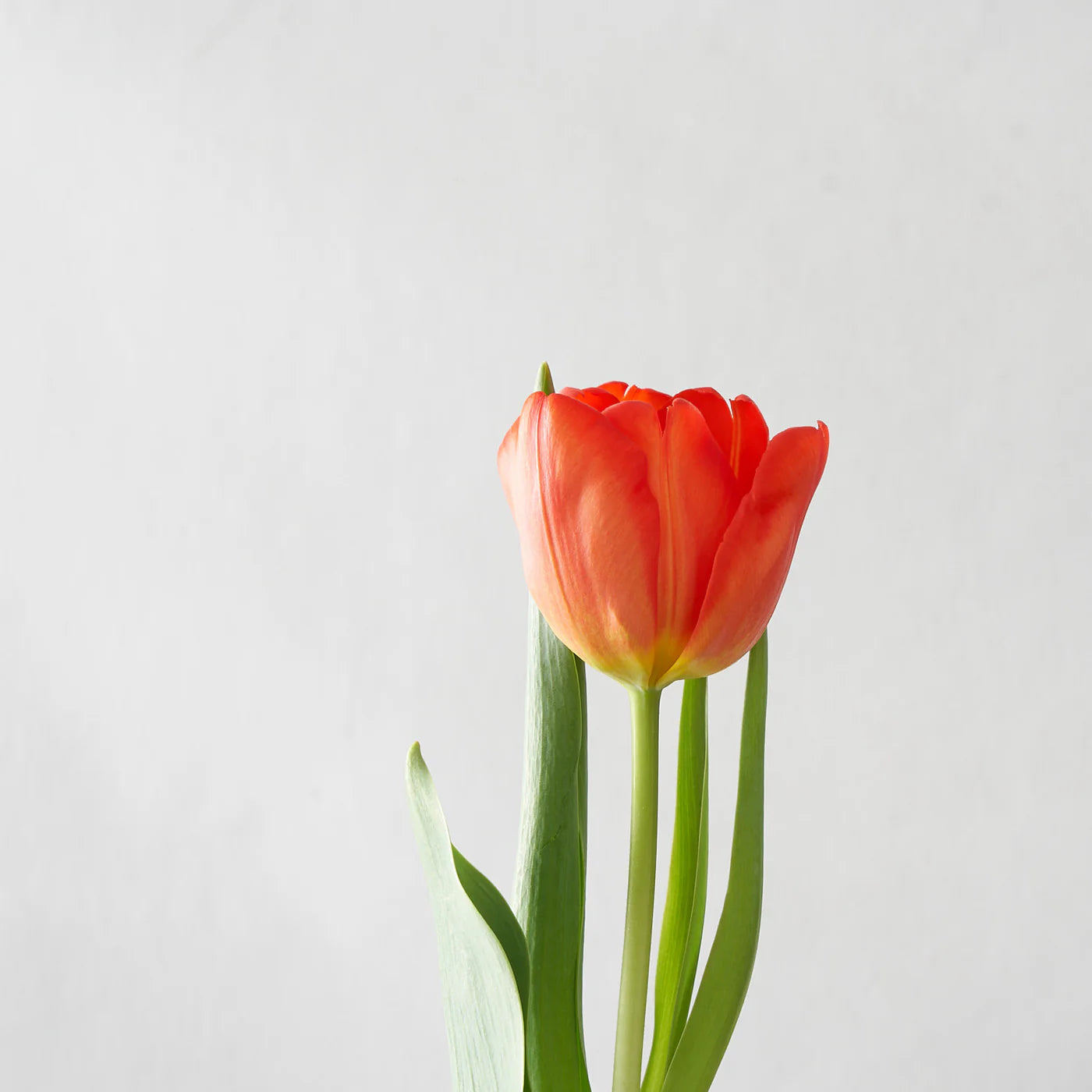 Orange Tulip Bunch (10 Stems)