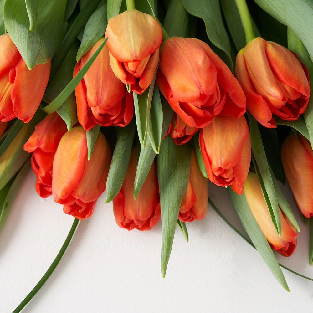 Orange Tulip Bunch (10 Stems)