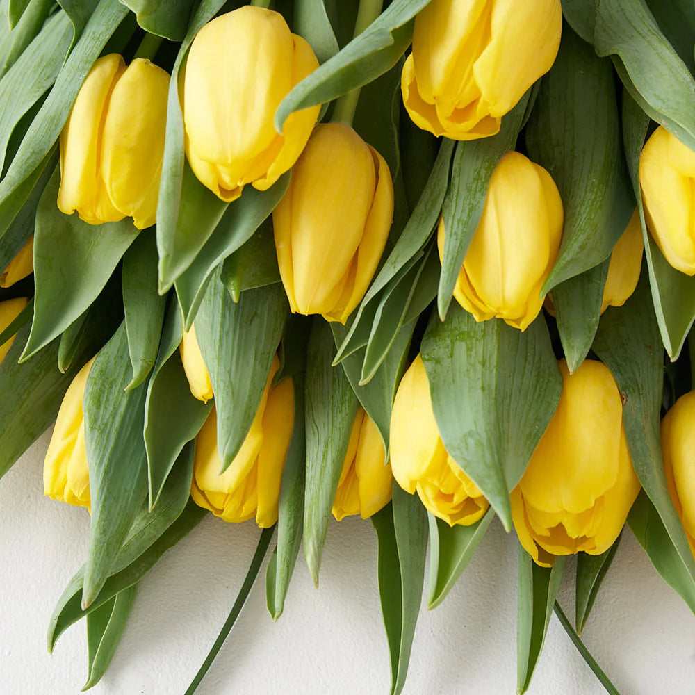 Yellow Tulip Bunch (10 stems)