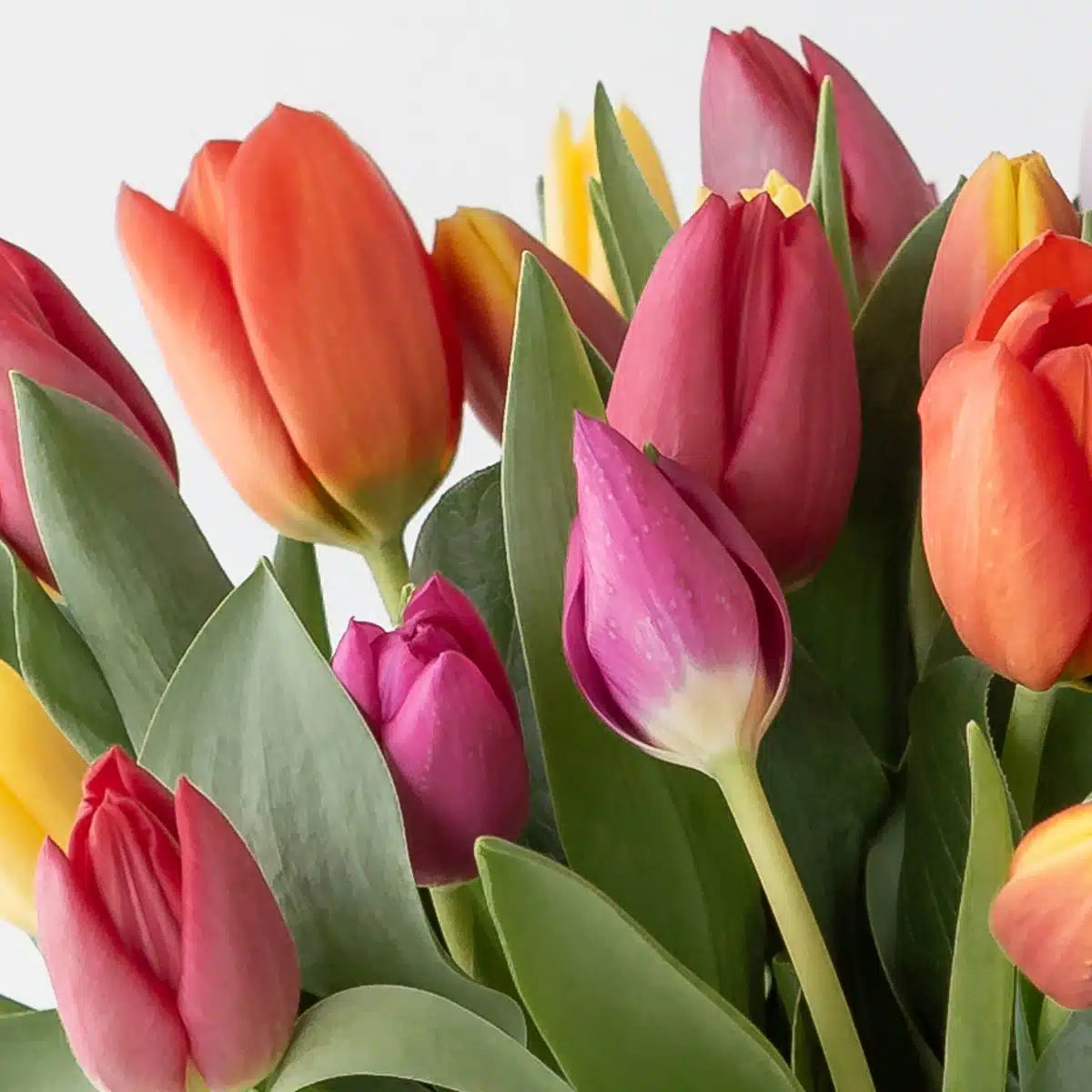 Tulip Arrangement