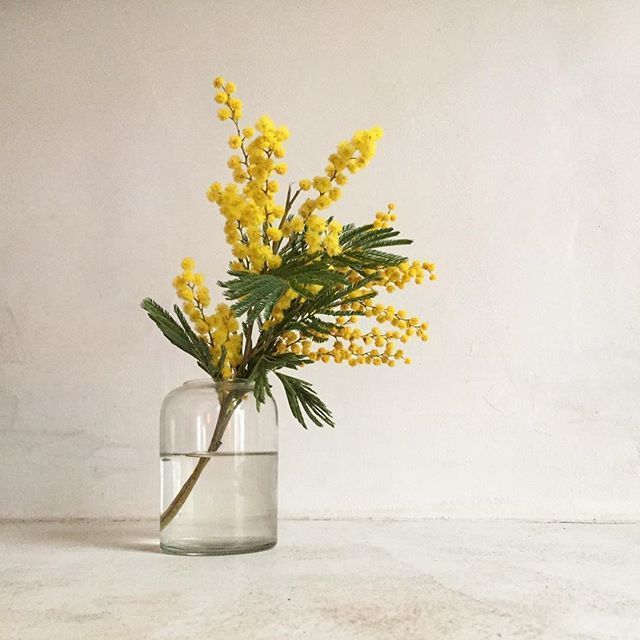Mimosa Bud Vase