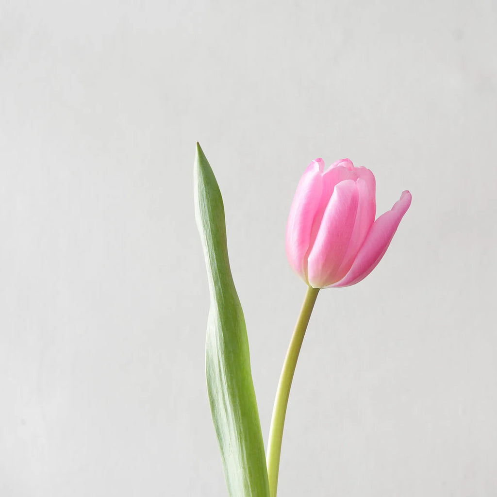 Pink Tulip Bunch (10 Stems)