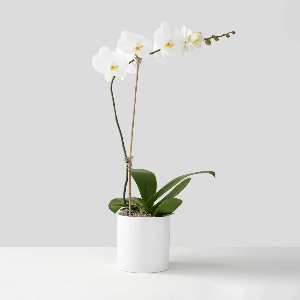 Single-stemmed white Phalaenopsis Orchid