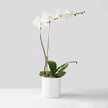 Single-stemmed white Phalaenopsis Orchid