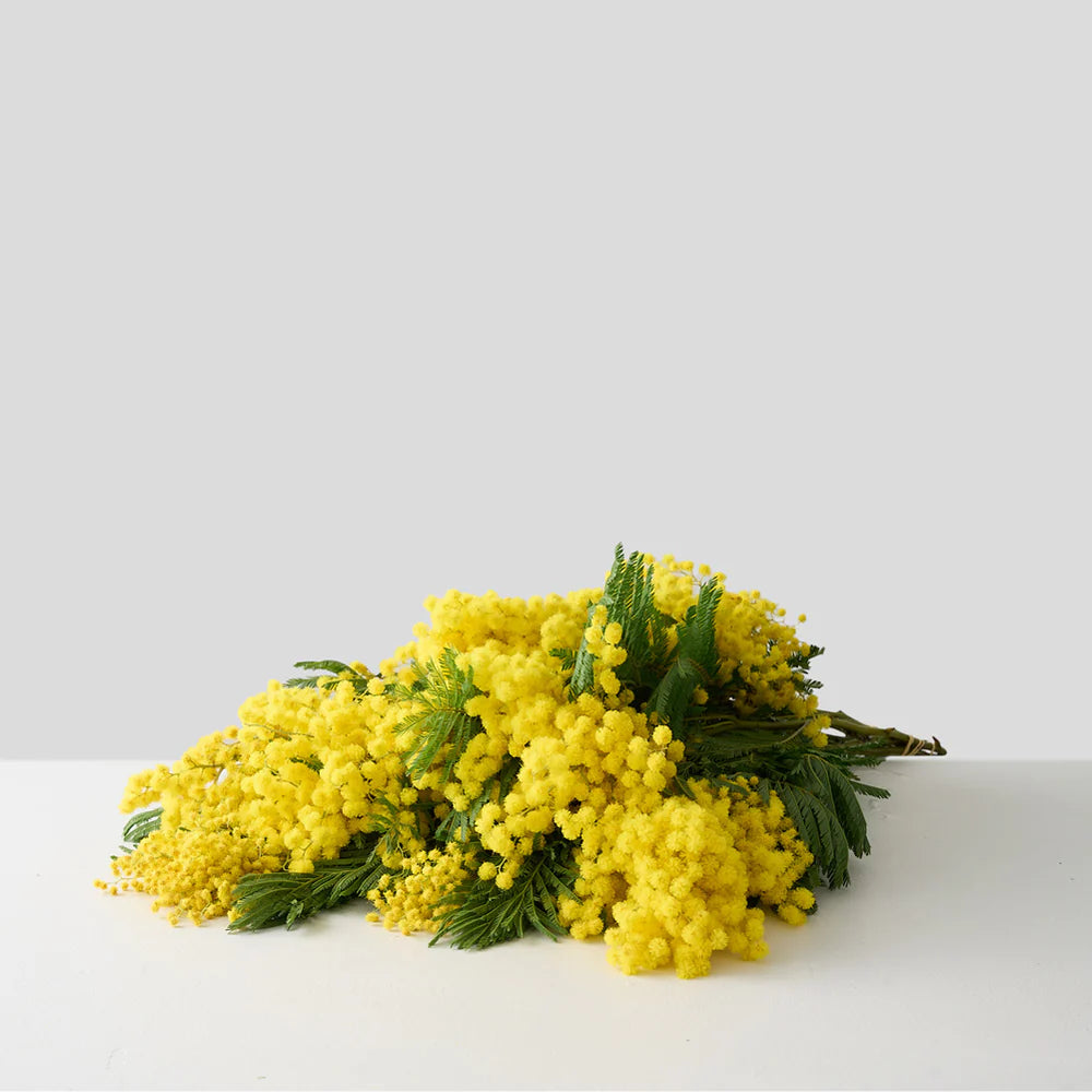 Large Mimosa Bunch