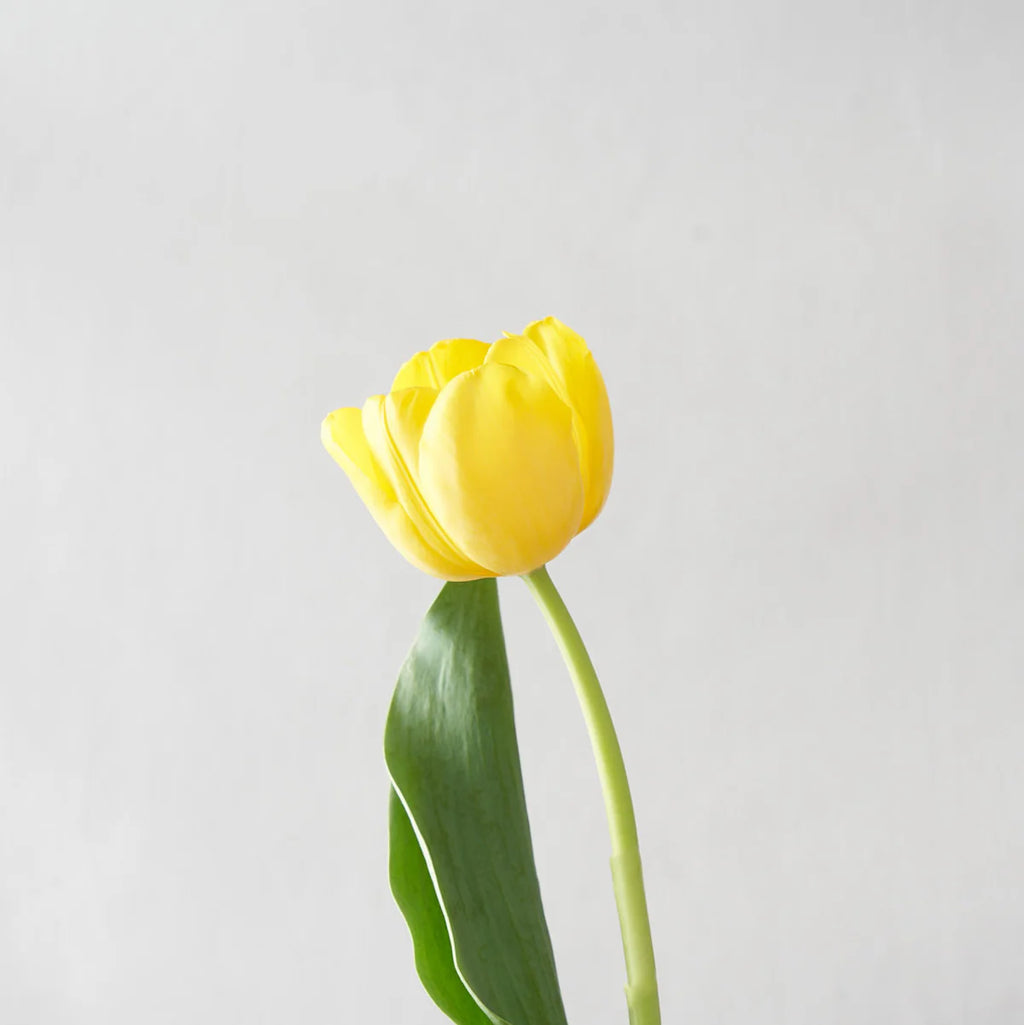 Yellow Tulip Bunch (10 stems)