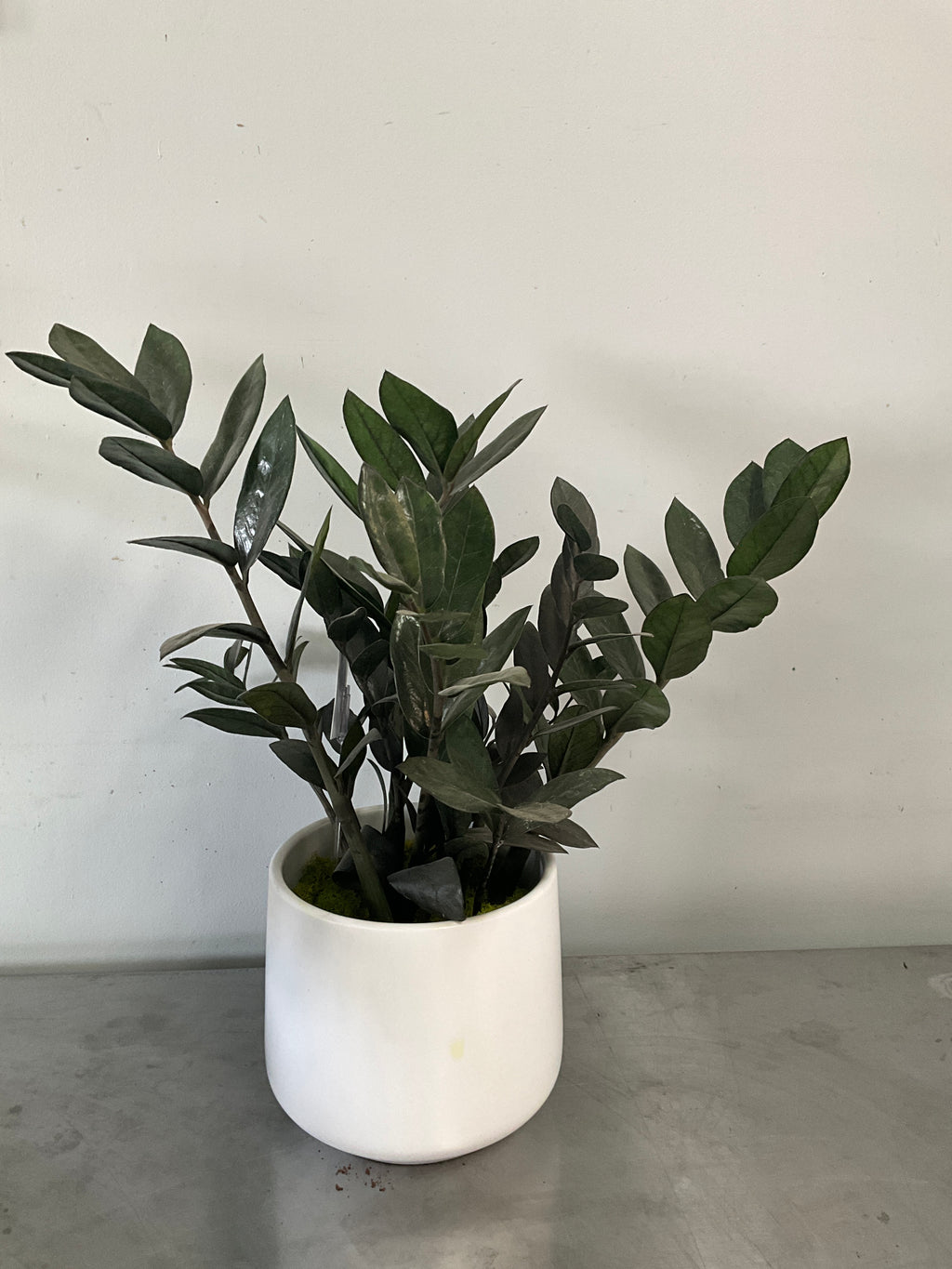 6” ZZ with Ceramic Pot