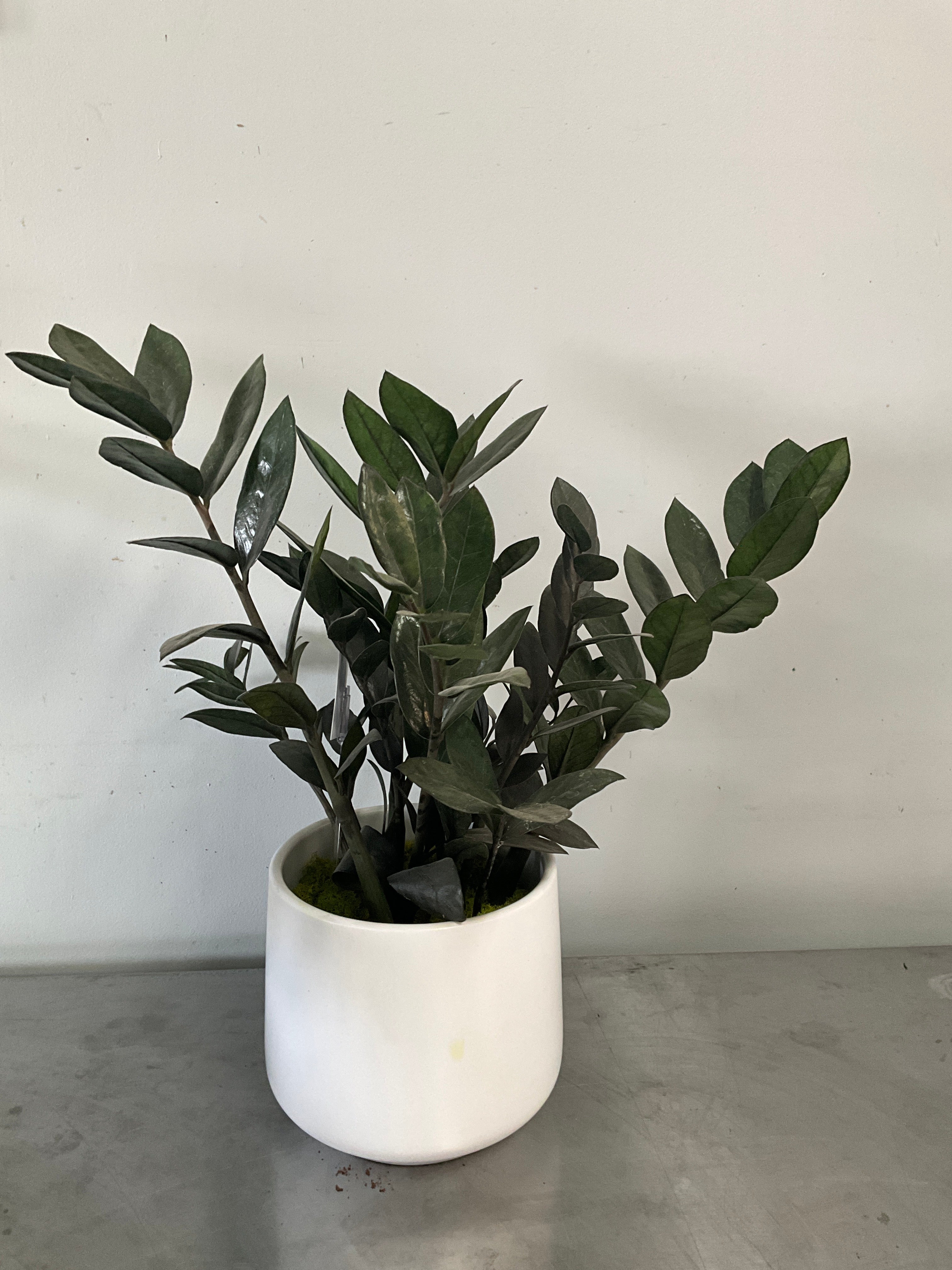 6” ZZ with Ceramic Pot